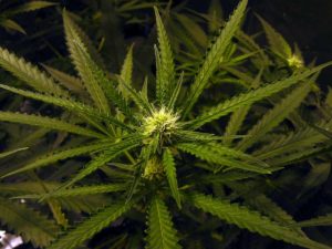 Is possession of marijuana legal in Virginia