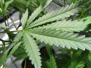 first offense Virginia marijuana possession