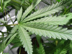 is possession of marijuana a crime in Virginia