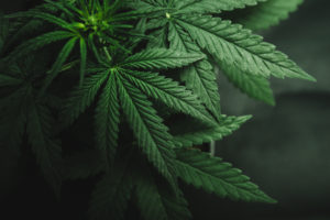 marijuana legalization in Virginia